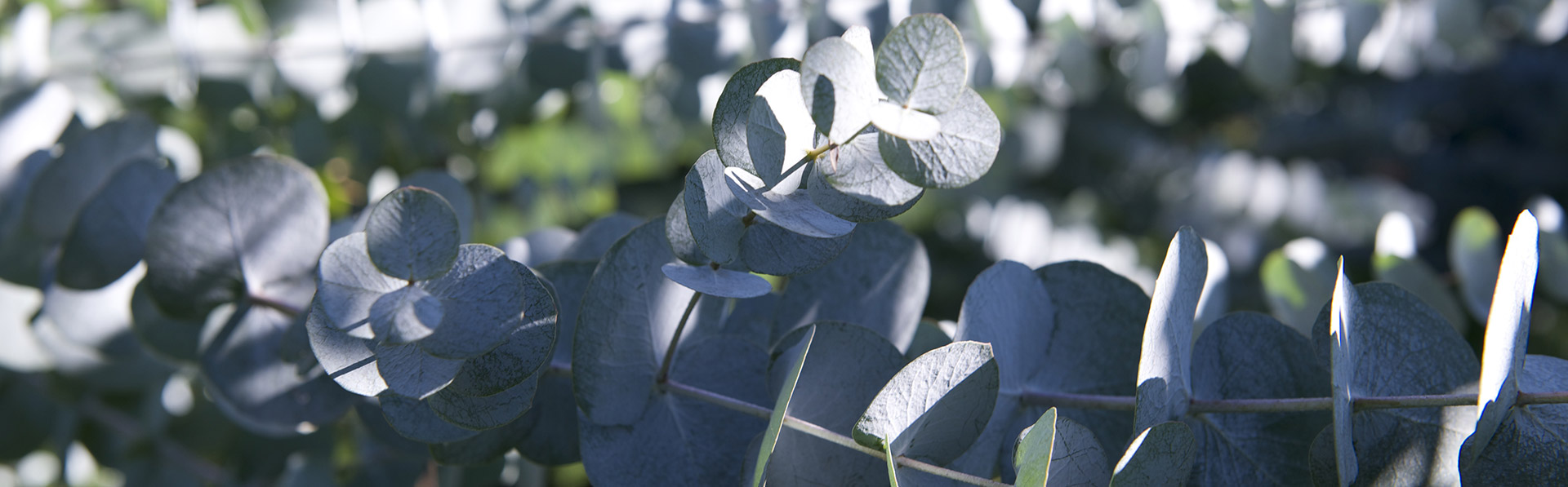 Bannière Eucalyptus