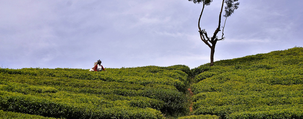 Asia’s Jewels : Ceylon Tea