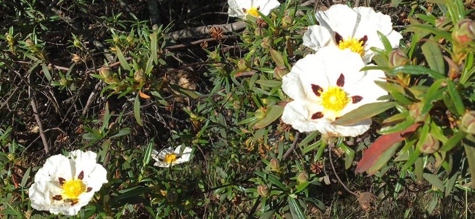 The bewitching orange blossom