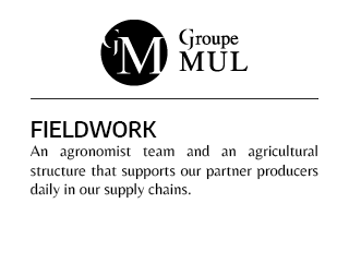 Mul Group - Fieldwork