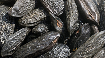 Tonka beans