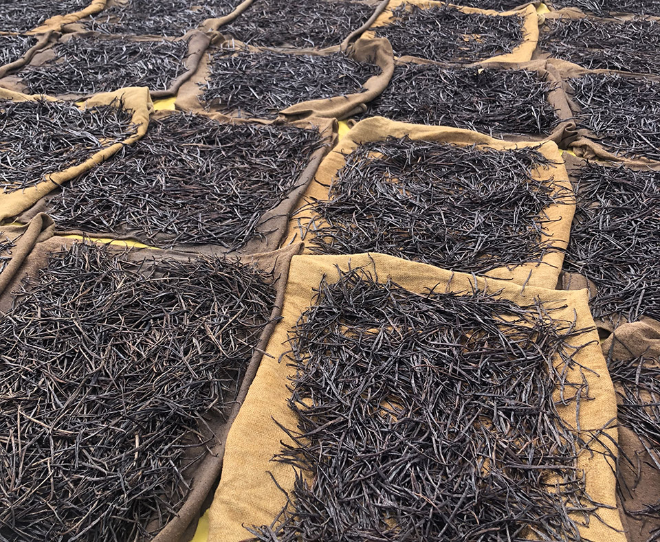 Vanilla drying