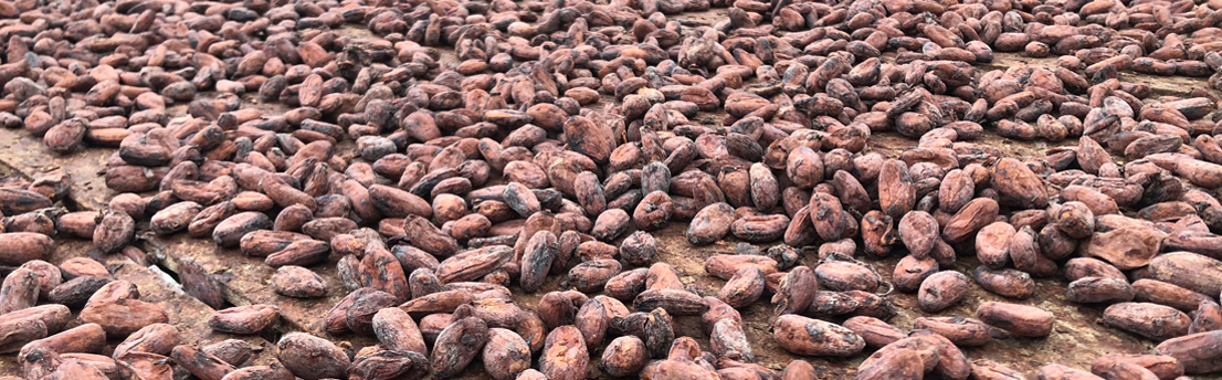 Fèves de cacao